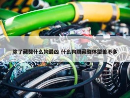 除了藏獒什么狗最凶 什么狗跟藏獒体型差不多