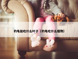 豹龟能吃什么叶子（豹龟吃什么植物）