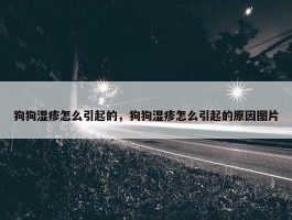 狗狗湿疹怎么引起的，狗狗湿疹怎么引起的原因图片