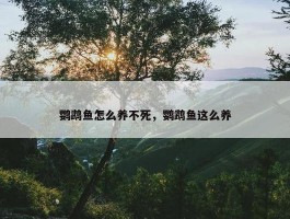 鹦鹉鱼怎么养不死，鹦鹉鱼这么养