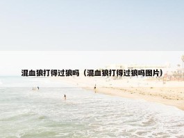 混血狼打得过狼吗（混血狼打得过狼吗图片）