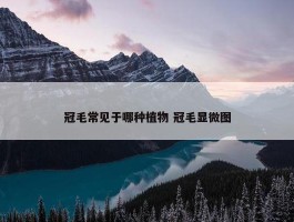 冠毛常见于哪种植物 冠毛显微图