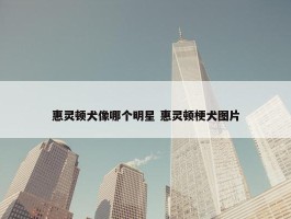 惠灵顿犬像哪个明星 惠灵顿梗犬图片