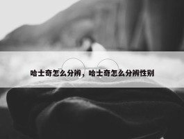 哈士奇怎么分辨，哈士奇怎么分辨性别