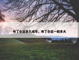 布丁仓鼠多久成年，布丁仓鼠一般多大