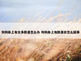 狗狗身上有太多跳蚤怎么办 狗狗身上有跳蚤会怎么回事