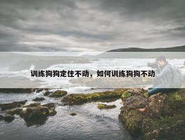 训练狗狗定住不动，如何训练狗狗不动