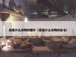 貂是什么动物的图片（貂是什么动物的皮毛）