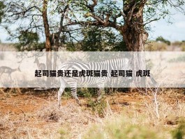 起司猫贵还是虎斑猫贵 起司猫 虎斑