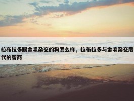 拉布拉多跟金毛杂交的狗怎么样，拉布拉多与金毛杂交后代的智商