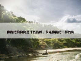 像拖把的狗狗是什么品种，长毛像拖把一样的狗