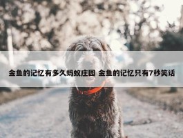 金鱼的记忆有多久蚂蚁庄园 金鱼的记忆只有7秒笑话