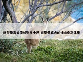 巨型贵宾犬能长到多少斤 巨型贵宾犬的标准身高体重