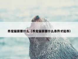 养龙猫需要什么（养龙猫需要什么条件才能养）