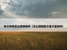 俊介狗狗怎么辨别纯种（怎么辨别俊介是不是纯种）