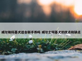 威尔斯科基犬适合新手养吗 威尔士柯基犬的优点和缺点