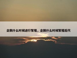 企鹅什么时候进行繁殖，企鹅什么时候繁殖后代