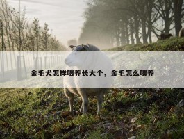 金毛犬怎样喂养长大个，金毛怎么喂养