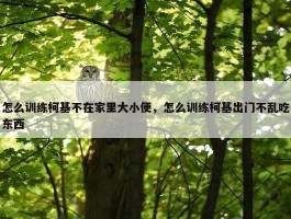 怎么训练柯基不在家里大小便，怎么训练柯基出门不乱吃东西