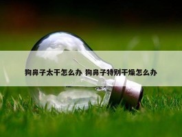 狗鼻子太干怎么办 狗鼻子特别干燥怎么办