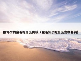 刚怀孕的金毛吃什么狗粮（金毛怀孕吃什么食物补钙）