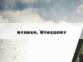 狮子狗掉毛吗，狮子掉毛后的样子