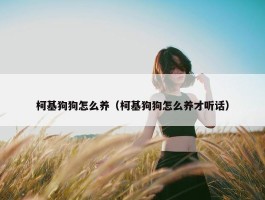 柯基狗狗怎么养（柯基狗狗怎么养才听话）