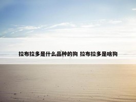 拉布拉多是什么品种的狗 拉布拉多是啥狗