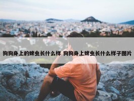 狗狗身上的蜱虫长什么样 狗狗身上蜱虫长什么样子图片