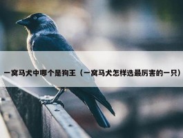 一窝马犬中哪个是狗王（一窝马犬怎样选最厉害的一只）