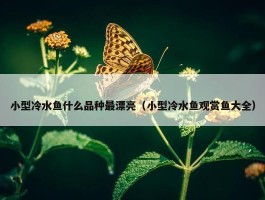 小型冷水鱼什么品种最漂亮（小型冷水鱼观赏鱼大全）