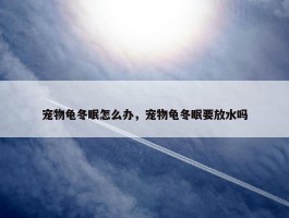 宠物龟冬眠怎么办，宠物龟冬眠要放水吗