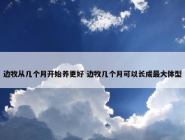 边牧从几个月开始养更好 边牧几个月可以长成最大体型