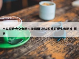 小猫照片大全大图不像网图 小猫照片可爱头像图片 萌萌