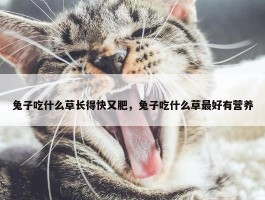 兔子吃什么草长得快又肥，兔子吃什么草最好有营养