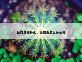 扯旗鱼吃什么，扯旗鱼怎么分公母