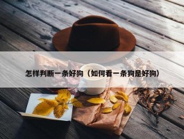 怎样判断一条好狗（如何看一条狗是好狗）