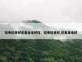 拉布拉多好还是金毛好压，拉布拉多好,还是金毛好