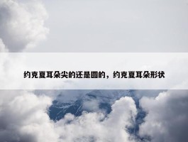 约克夏耳朵尖的还是圆的，约克夏耳朵形状