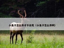 小兔子怎么养才不会死（小兔子怎么养啊）