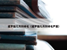 暹罗猫几月份掉毛（暹罗猫几月份掉毛严重）