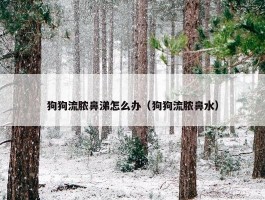 狗狗流脓鼻涕怎么办（狗狗流脓鼻水）