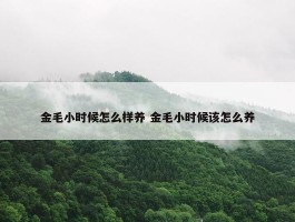 金毛小时候怎么样养 金毛小时候该怎么养