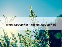 狗狗可以吃巧克力吗（宠物狗可以吃巧克力吗）