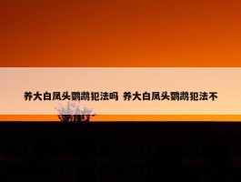 养大白凤头鹦鹉犯法吗 养大白凤头鹦鹉犯法不