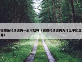 锦鲤鱼和清道夫一起可以吗（锦鲤和清道夫为什么不能混养）