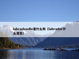 labradoodle是什么狗（labrador什么意思）