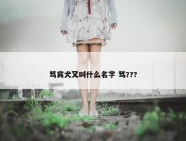 笃宾犬又叫什么名字 笃???