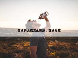 泰迪狗太疯怎么训练，泰迪发疯