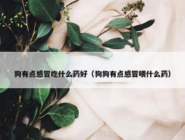 狗有点感冒吃什么药好（狗狗有点感冒喂什么药）